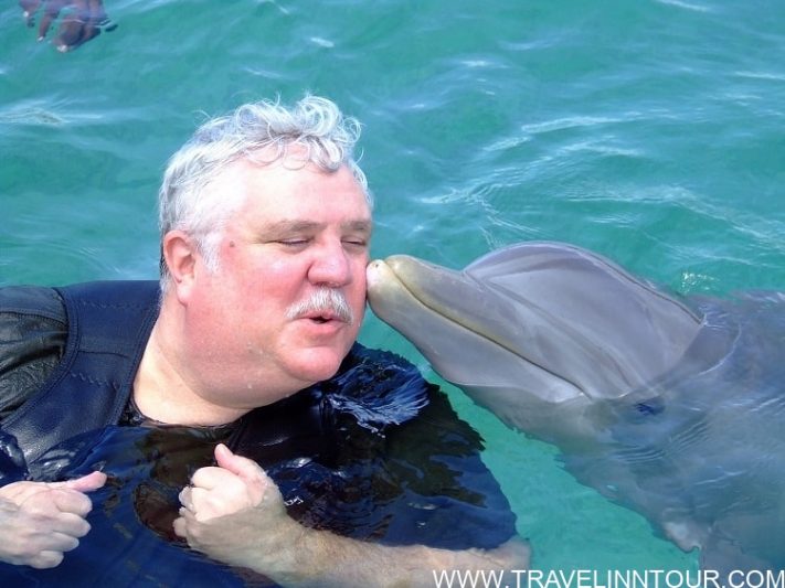 Swimming With The Dolphins