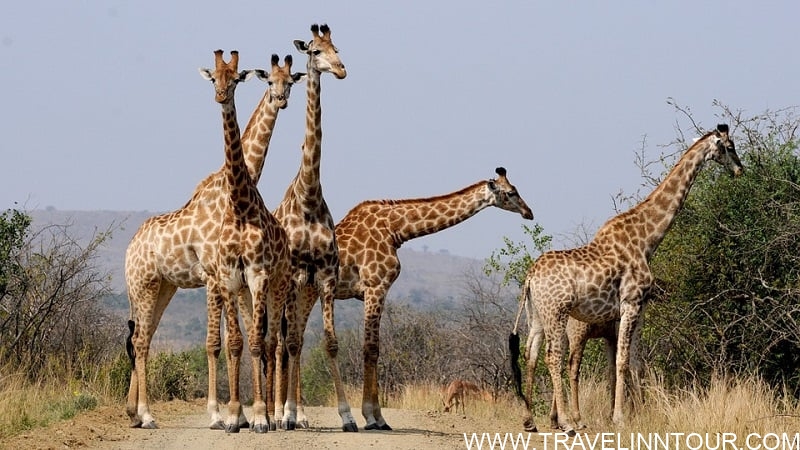 South Africa Giraffes
