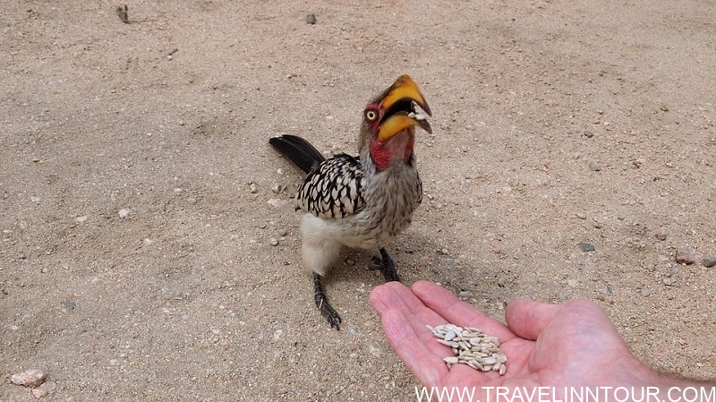 Toko Yellow-Billed Hornbill