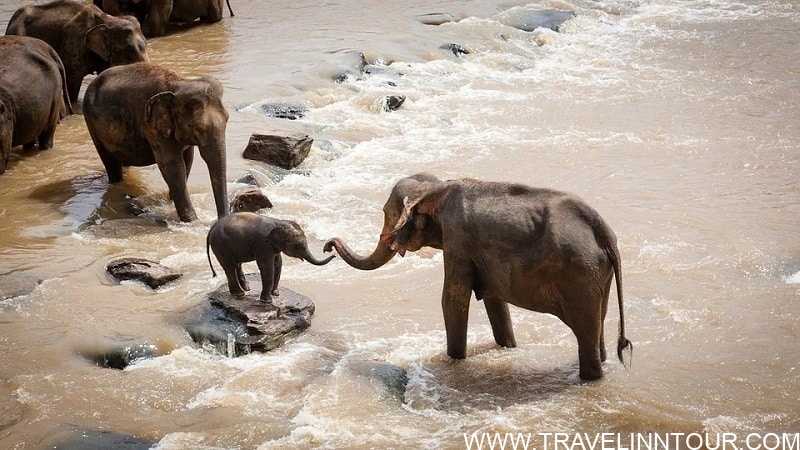 Elephants - safari vacation in Africa