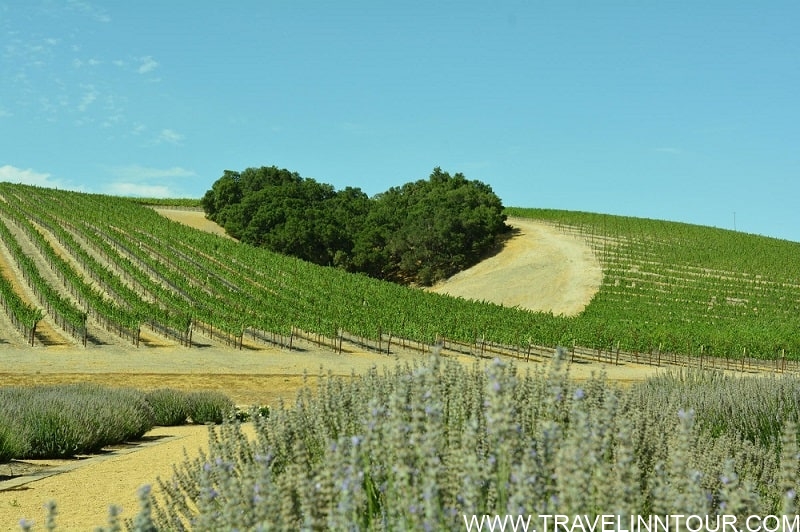 Heart Hill Paso Robles - Niner Wine Estates