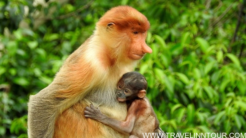borneo-Proboscis Monkey