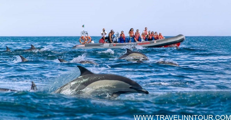 Dolphin Safaris - Albufeira Boat Tours