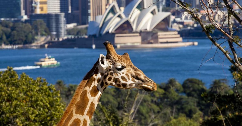 Sydney Taronga Zoo