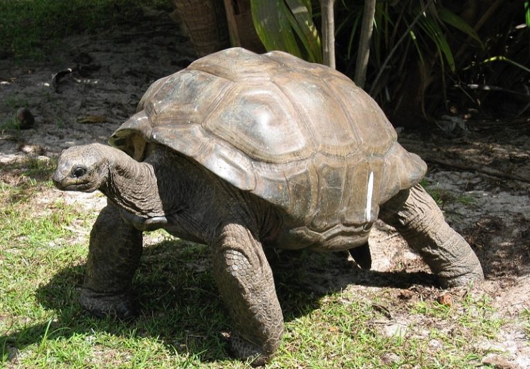 giant tortoises 
