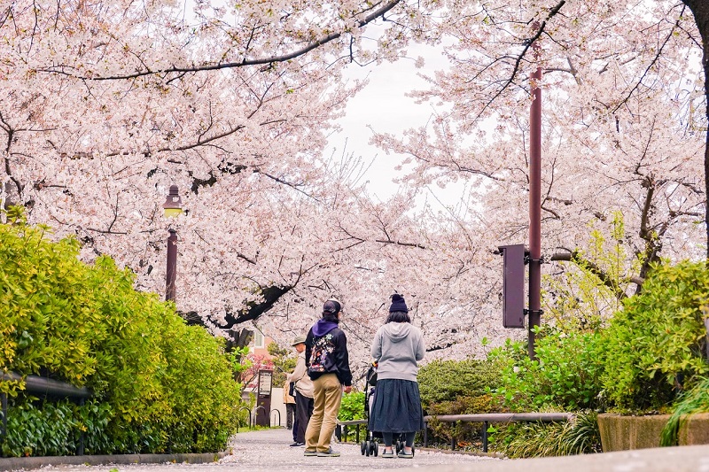 Best Cherry Blossoms In Osaka