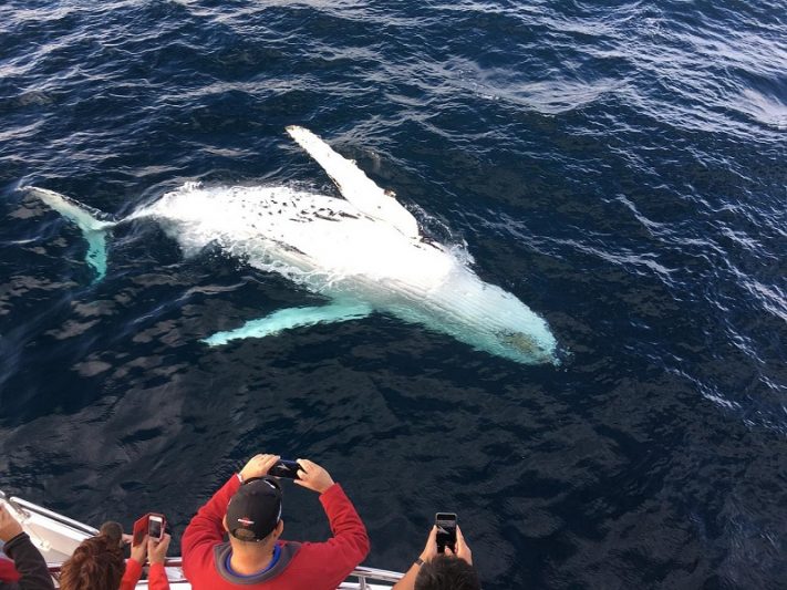 Newport Beach Whale Watching Tour