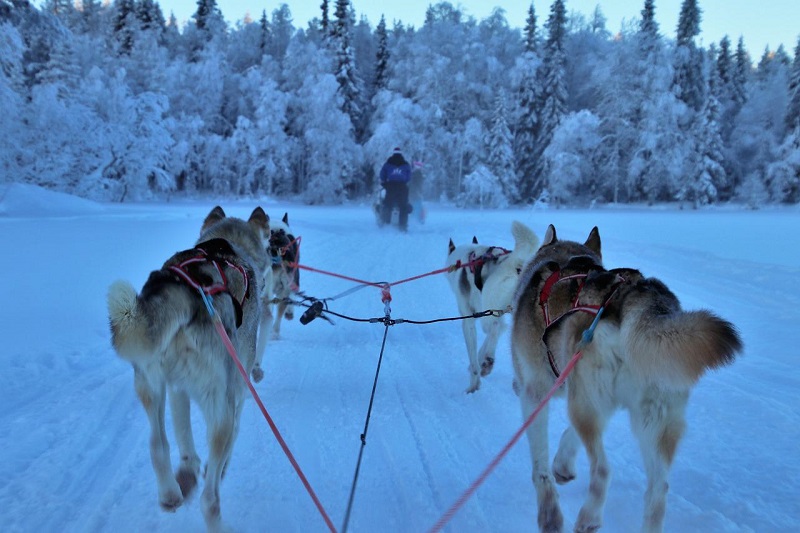 Husky Adventure