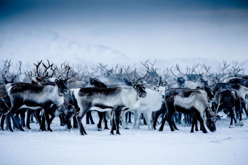 Reindeer Farm Visit with Sleigh Ride