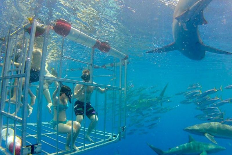 Shark Cage Dive Activities To Do In Hawaii