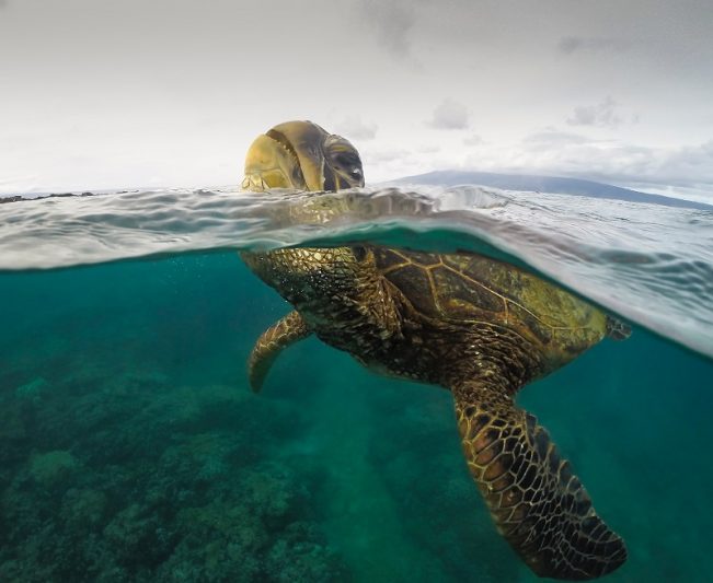Turtle Town Snorkel Tour Activities To Do In Hawaii