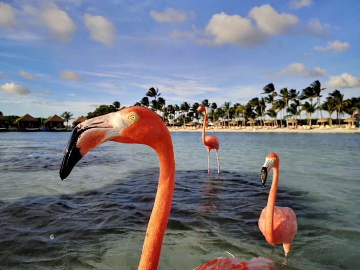 Unusual Things to Do in Aruba Must Try Activities