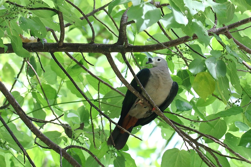 Atiu Island of Birds