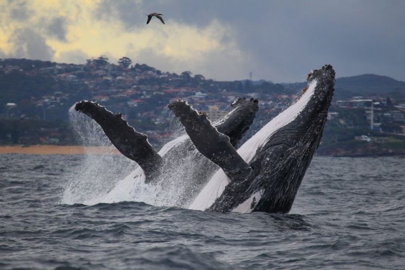 Unforgettable Whale Watching Tour