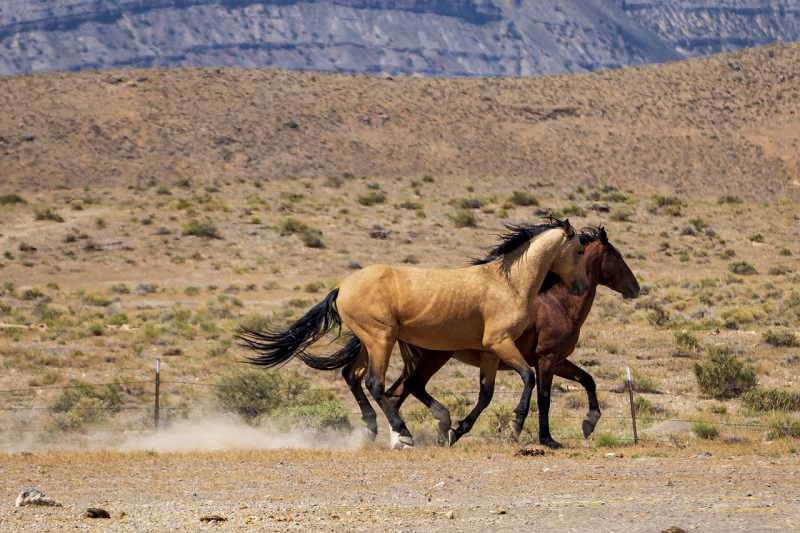 Wild Horse Viewing Utah Outdoor Adventures