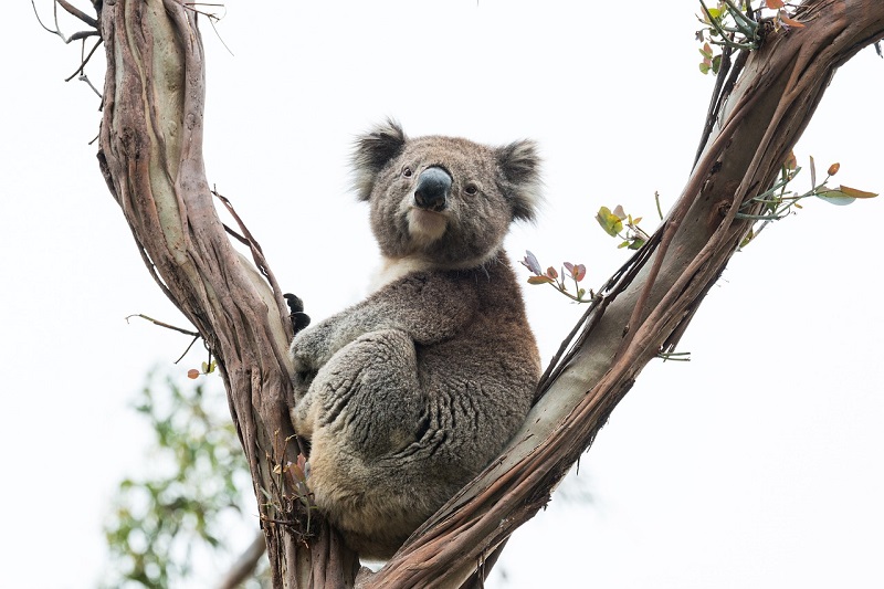 Wildlife Guided Tour