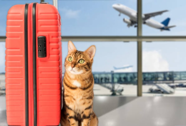 Guide to Stress Free Air Travel with Your Feline Companion