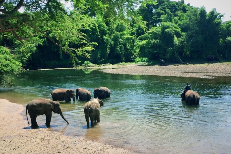 Thailands elephant sanctuaries