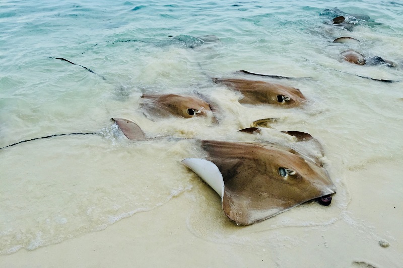 Vaadhoo Islands Marine Life