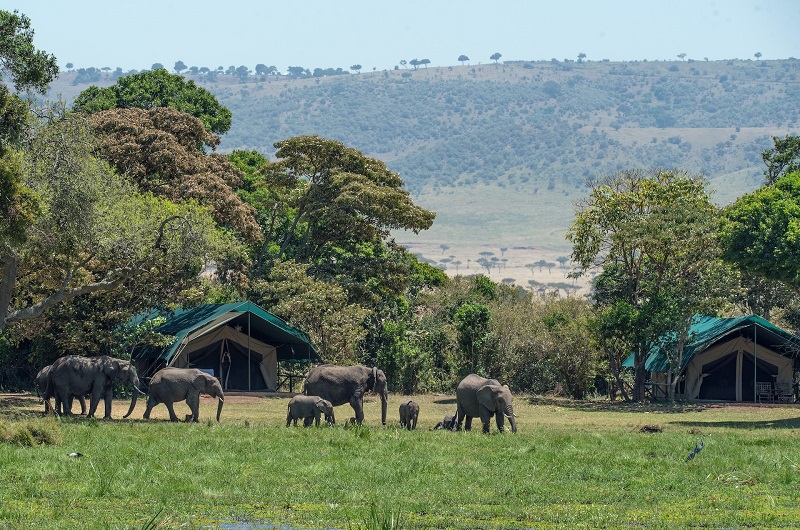 A herd of elephants move into camp