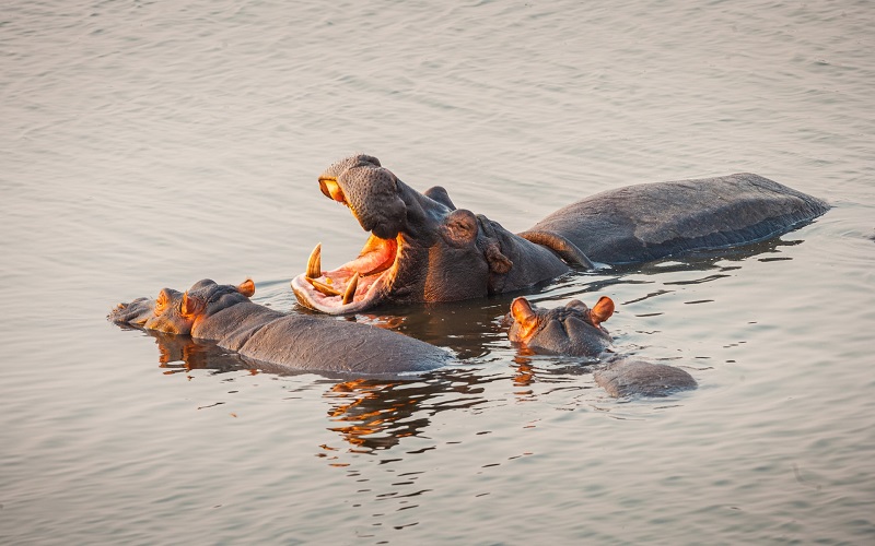 Experience the Thrill of the Safari