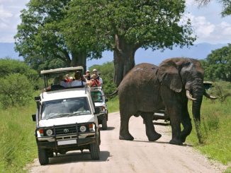 Roam with the Majestic Beasts Safari Vacations in Africa