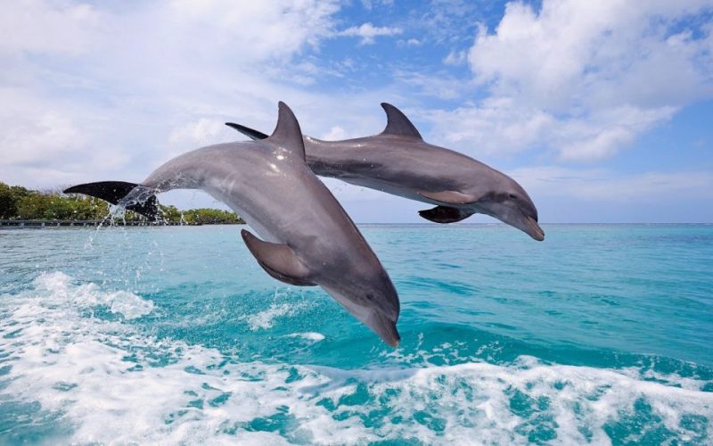 Tamarin Swim Snorkel with dolphins