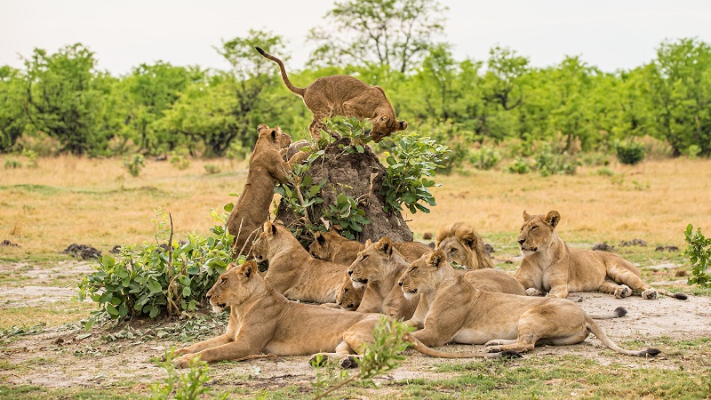 Tanzania Captivating Safari Vacations in Africa