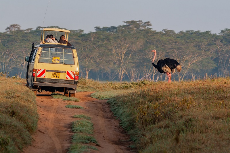 Wildlife Viewing