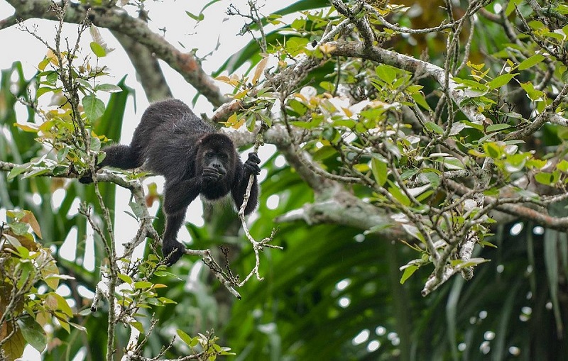 community baboon sanctuary