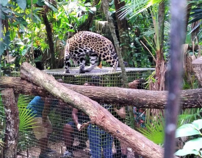 pioneering jaguar sanctuary