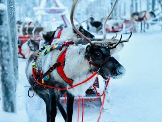 Activities to Do in Lapland