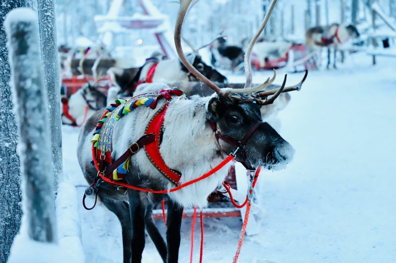 Activities to Do in Lapland