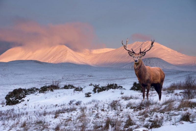 Winter Beauty of Scottish Highlands