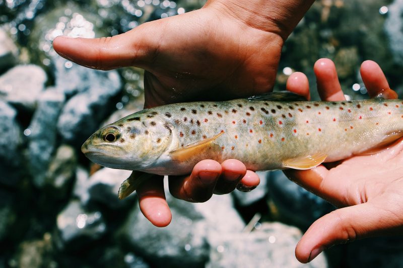 Fishing Records