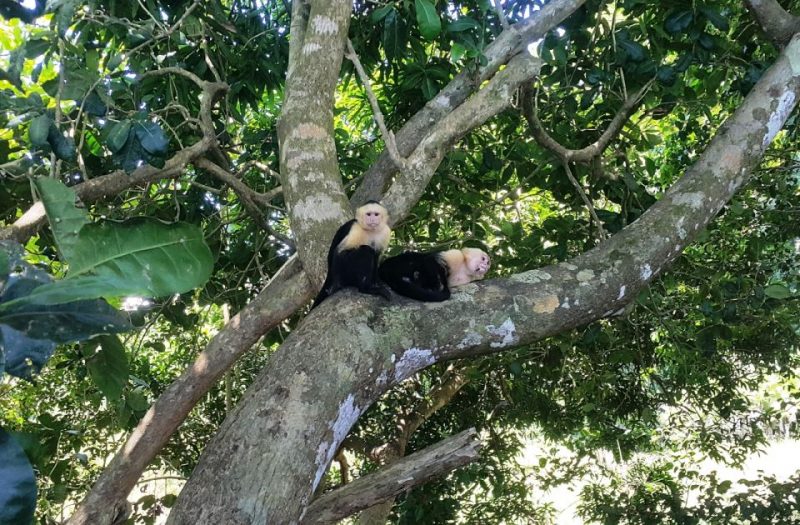 Manuel Antonio National Park