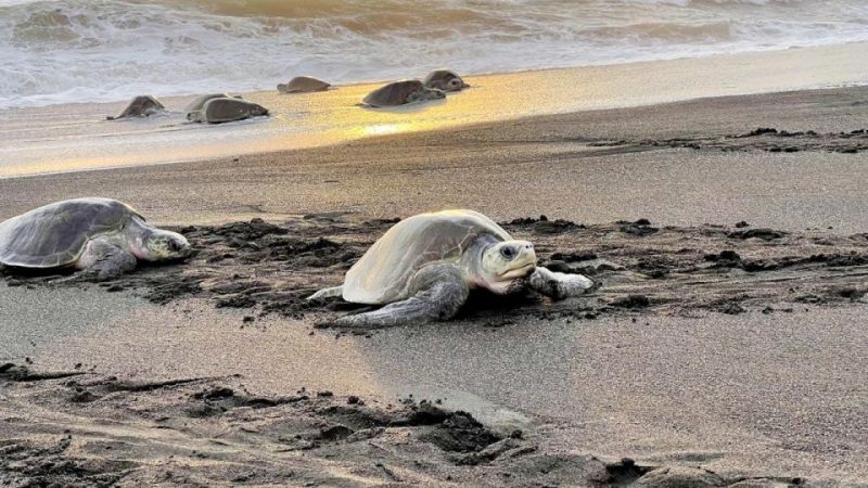 Playa Playa Grande Sea Turtle Must Visit Places in Costa Rica