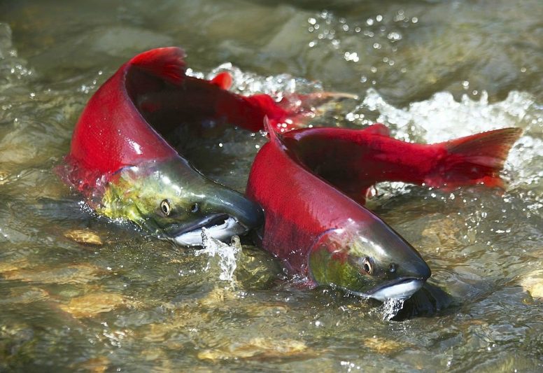 sockeye salmon