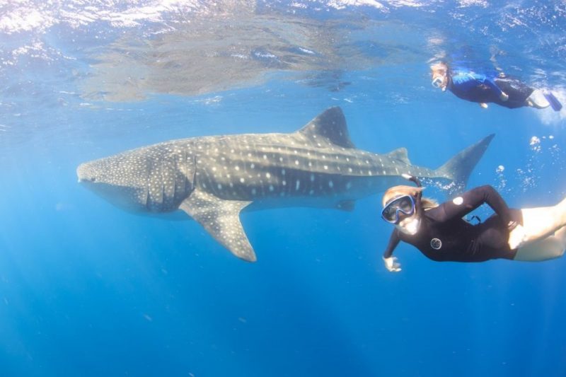 Coral Bay Swim Snorkel with Whale Sharks
