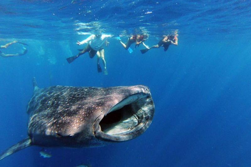 Dream of Swimming with Whales a Reality 1