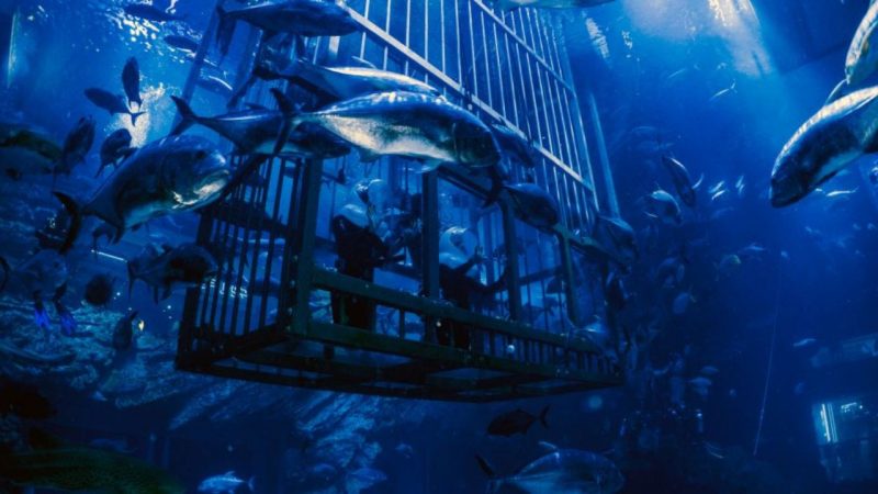 Experiences at Dubai Aquarium 1