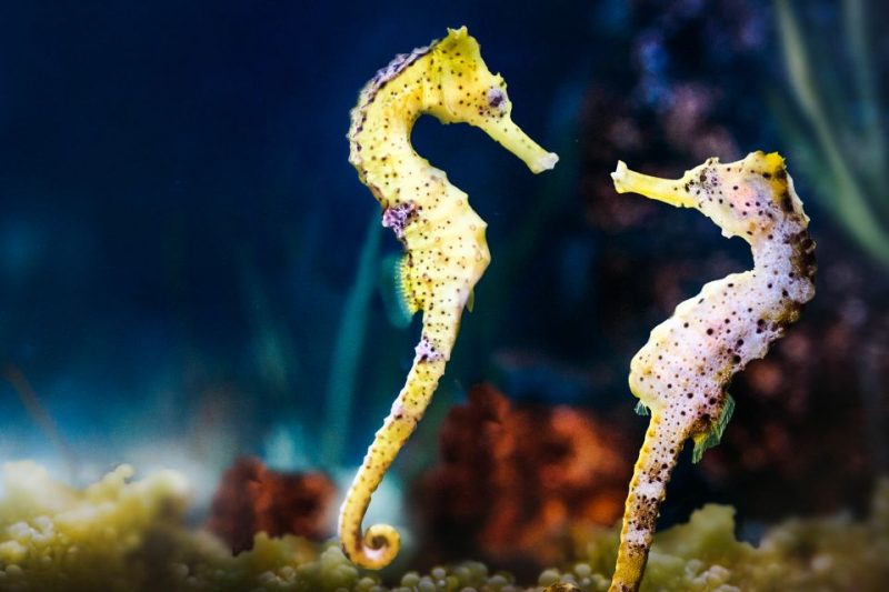 Planning Your Visit to Dubai Aquarium and Underwater Zoo