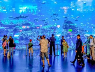 The Marvels of Dubai Aquarium