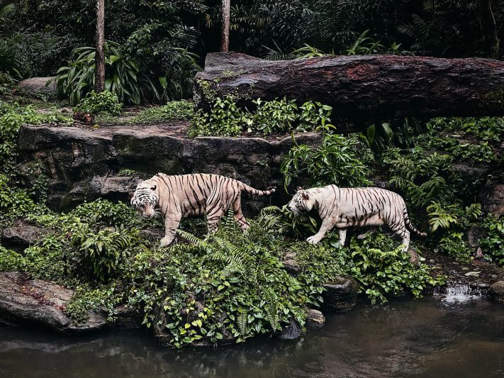 White Tigers roaming at the Singapore Zoo