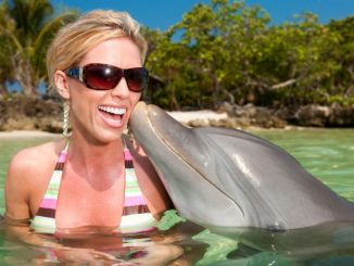 Swimming with Dolphins in Jamaica