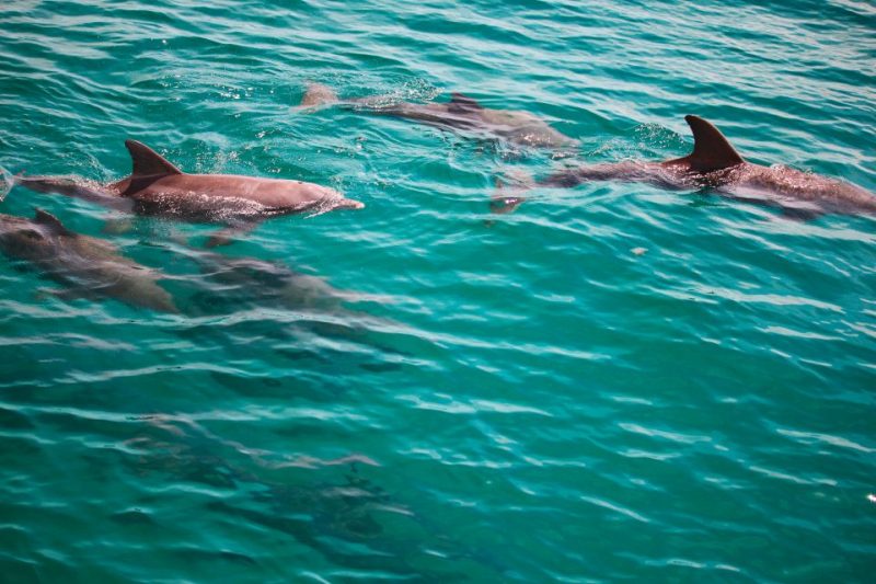 Fascinating World of Dolphins 458