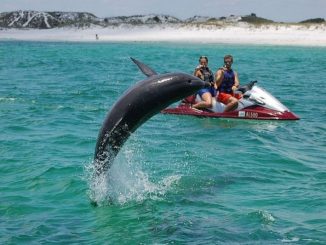 Swimming with Dolphins in Destin Florida 457